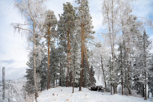 Snow-Covered Pines Against a Clear Blue Sky