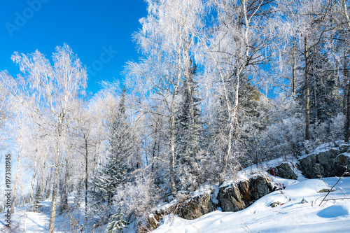 Snow-Covered Pines Against a Clear Blue Sky