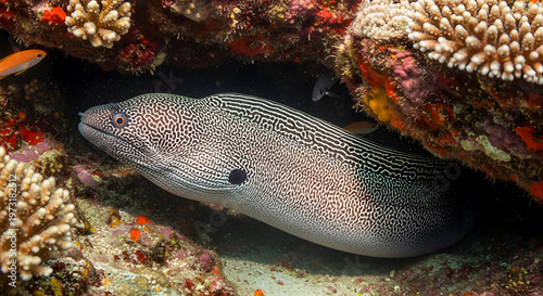 Leopard moray eel emerging from underwater cave among colorful sponges