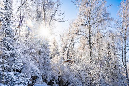 Sunlight Filtering Through Snow-Covered Forest Trees