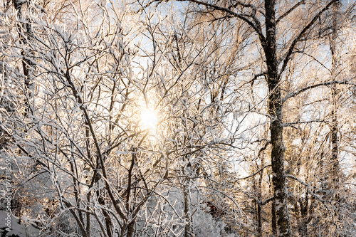 Sunlight Filtering Through Snow-Covered Forest Trees
