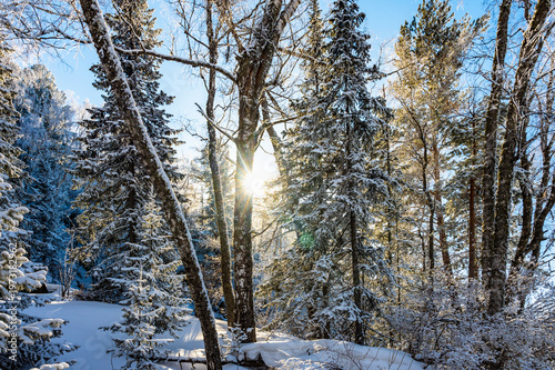 Sunlight Filtering Through Snow-Covered Forest Trees