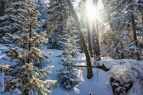 Sunlight Filtering Through Snow-Covered Forest Trees