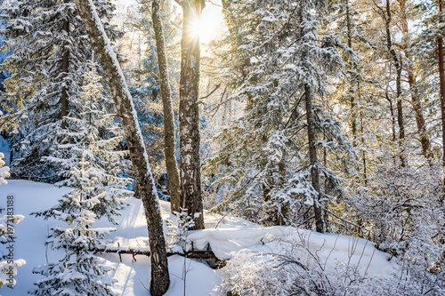 Sunlight Filtering Through Snow-Covered Forest Trees