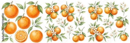 A charming watercolor collection of oranges featuring fresh citrus fruits with glossy leaves and delicate white blossoms illustrated in a natural botanical style.