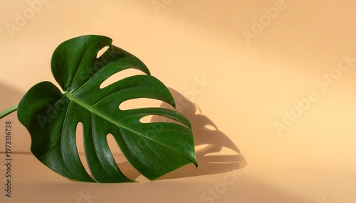 A large green leaf with holes sits on a beige surface with its shadow.