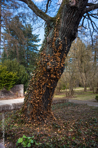 Fotografie trunk oak, densely covered in a climbing vine.