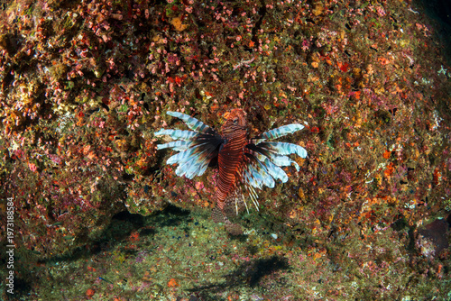 猛毒　ハナミノカサゴ　小笠原