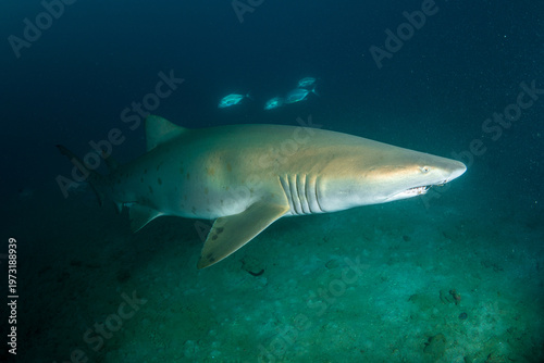 オスのシロワニ　小笠原