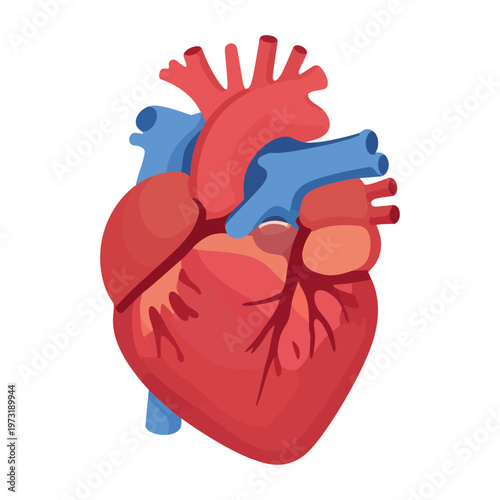 Vector of a human heart with highlighted arteries and veins