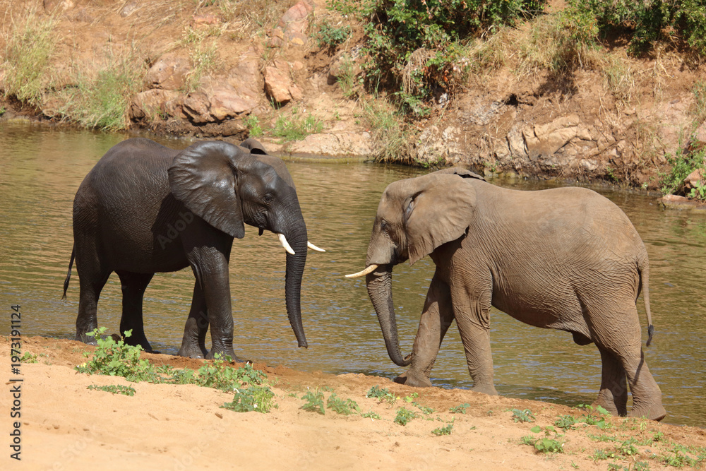 Fototapeta premium Afrikanischer Elefant / African elephant / Loxodonta africana