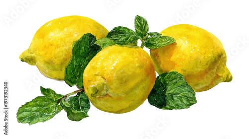 Watercolor fresh lemons with mint leaves clip art illustration