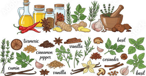 Herbs and Spices Collection with Turmeric, Cinnamon, Basil, Coriander, Garlic, and Vanilla in Detailed Vector Art for Cooking and Culinary Designs