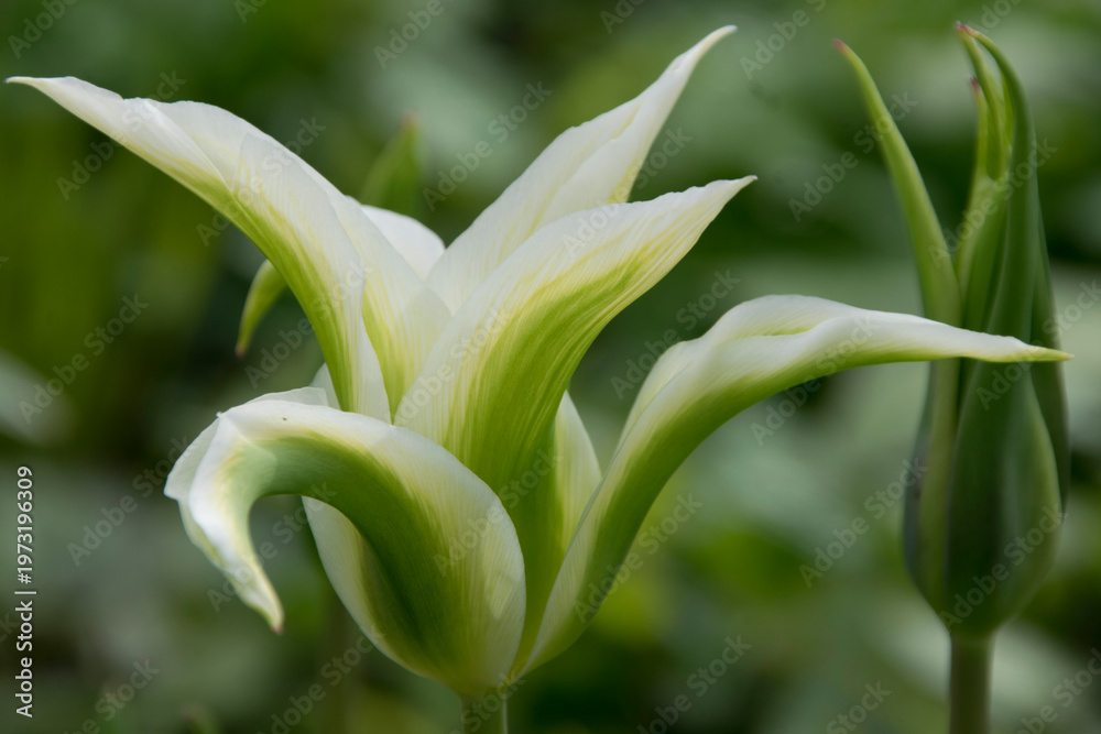 Фотография Blüte einer Weißen Lilie