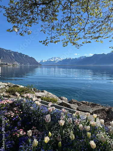 Blooming tulips and colorful spring flowers by Lake Geneva with calm water, alpine mountains and clear blue sky in Montreux, Switzerland.