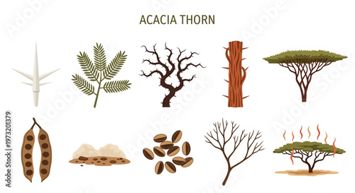 Acacia Thorn Tree Various Parts Illustration.