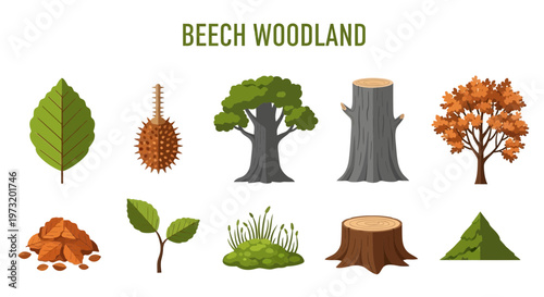 Beech woodland forest trees and leaves.