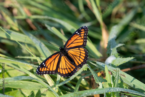 Canvas-taulu Viceroy Butterfly Resting on Green Grass with Wings Open, Mimic of Monarch Butte
