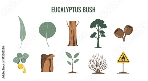 Icon Set Modern Vector of Eucalyptus bush illustrations and symbols.