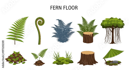 Modern Flat illustration of Fern plant parts and types collection.