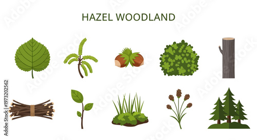 Modern Flat illustration of Hazel woodland ecosystem natural environment.