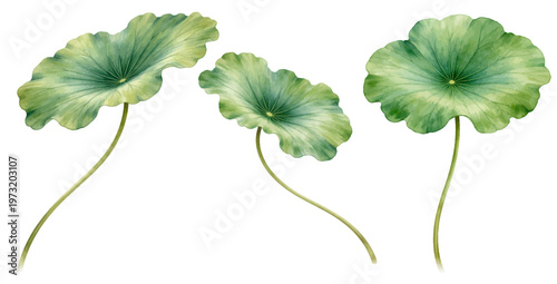 A charming watercolor collection of lotus leaves featuring soft green aquatic foliage with graceful stems illustrated in a natural botanical style.