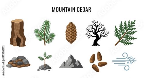 Mountain cedar tree and parts illustration.