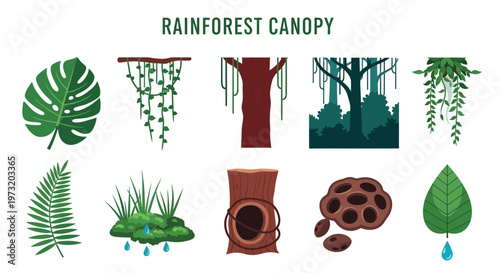 Rainforest Canopy Plants and Trees.