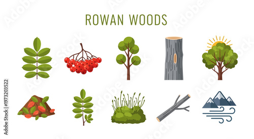 Rowan woods tree and leaves illustrations.