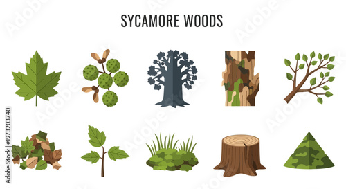 1 set icon of Sycamore tree wood leaves illustrations set.