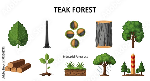 Teak forest trees and wood products.