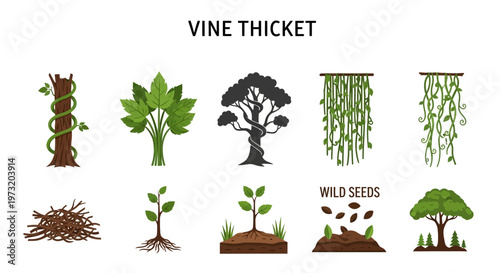 Vine thicket plants and wild seeds.
