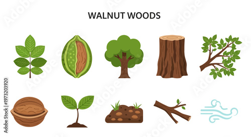 Walnut tree wood and leaves illustrations.