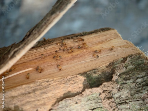Foto Beetles infest freshly cut wood outdoors