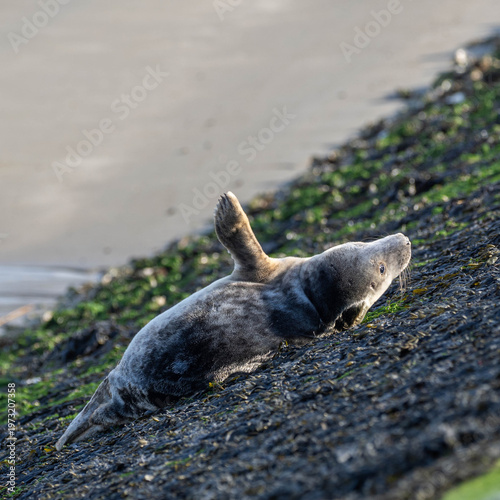 Small deal lying  on the shore