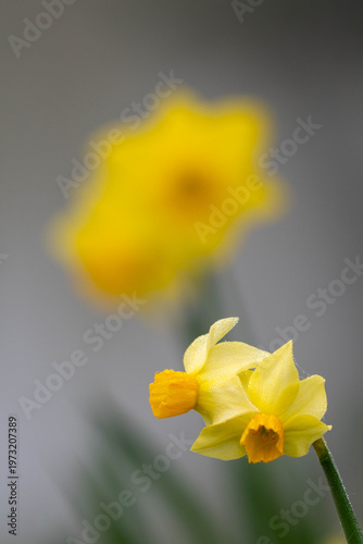 yellow daffodil flower
