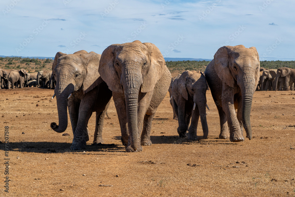 Fototapeta premium Elephant herd moving around for food and water in Addo Elephant National Park in South Africa