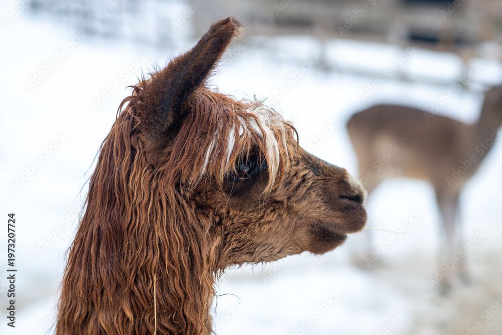 Fototapeta premium Closeup of a Fluffy Alpaca in the Snow