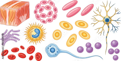 Microscopic Cell and Tissue Illustration Set Featuring Red Blood Cells Neurons Bacteria and Biological Structures for Science Education and Medical Design