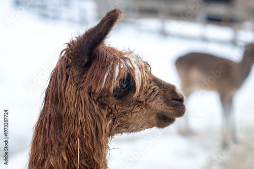 Closeup of a Fluffy Alpaca in the Snow