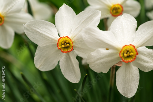 Blooming daffodils evoke feelings of fresh starts, springtime joy, and hopeful renewal