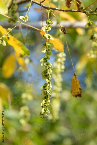 Wallpaper Mural Close up of nutlets hanging from a Caucasian walnut (pterocarya fraxinifolia) tree Torontodigital.ca