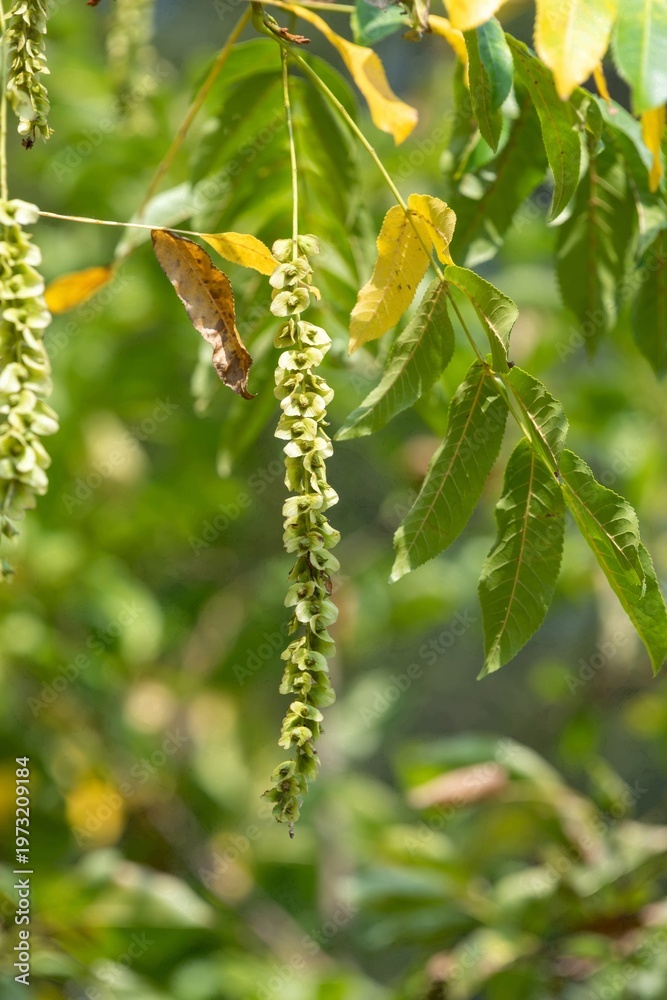 custom made wallpaper toronto digitalClose up of nutlets hanging from a Caucasian walnut (pterocarya fraxinifolia) tree