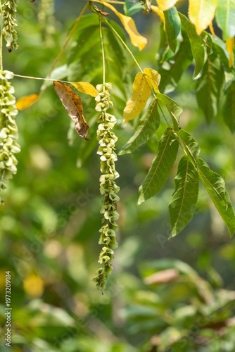 Wallpaper Mural Close up of nutlets hanging from a Caucasian walnut (pterocarya fraxinifolia) tree Torontodigital.ca