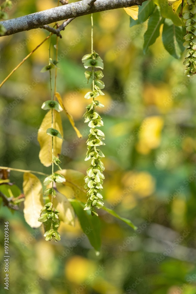 custom made wallpaper toronto digitalClose up of nutlets hanging from a Caucasian walnut (pterocarya fraxinifolia) tree