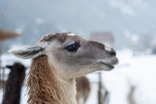 Curious Llama in Snowy Landscape