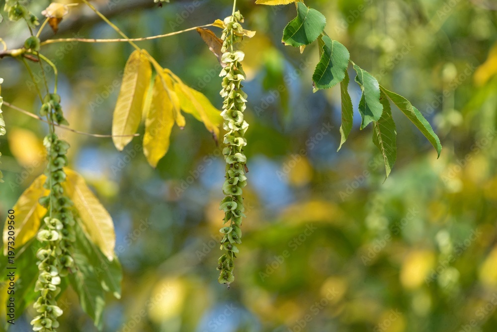 custom made wallpaper toronto digitalClose up of nutlets hanging from a Caucasian walnut (pterocarya fraxinifolia) tree