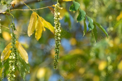 Wallpaper Mural Close up of nutlets hanging from a Caucasian walnut (pterocarya fraxinifolia) tree Torontodigital.ca