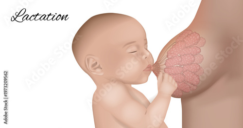 Breastfeeding Lactation Process Medical Illustration Baby Feeding Anatomy Cross Section. Lactation Mechanism Breastfeeding Baby Nursing Milk Production Anatomy Diagram