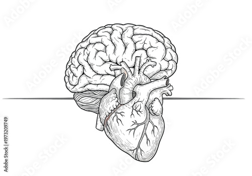 Detailed line drawing illustrating human brain and heart united, symbolizing mind and emotion